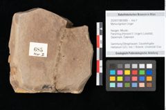 Foto (Objekt + Etikett) von Myrica lignitum Unger (NHMW-GEO-2024-0188-0685)